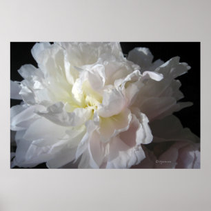 Poster Magnifique poitrine de fleurs de pivoines blanches