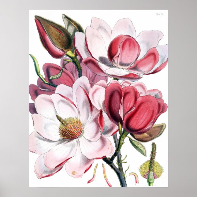 Poster Magnolia (Devant)