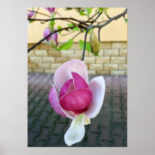 Poster magnolia aux couleurs pastel