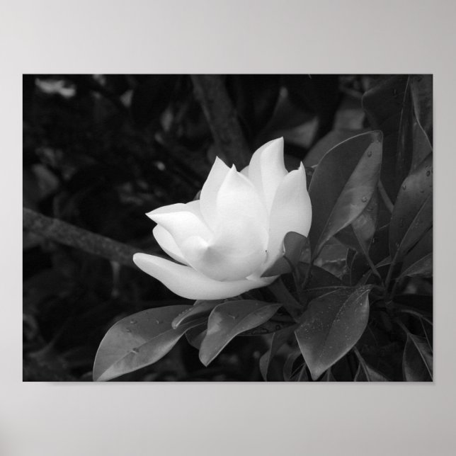 Poster Magnolia Bloom (Devant)