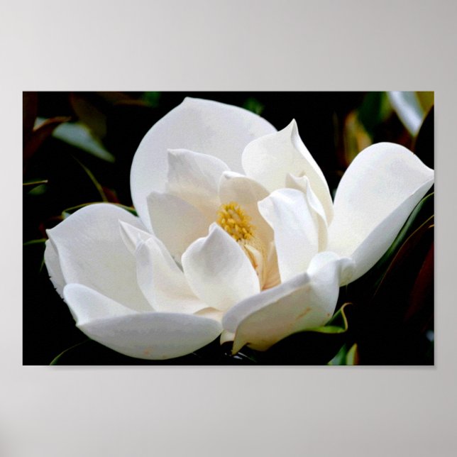 Poster Magnolia Bull Bay (Devant)