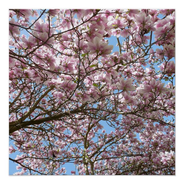 Poster Magnolia en avril (Devant)