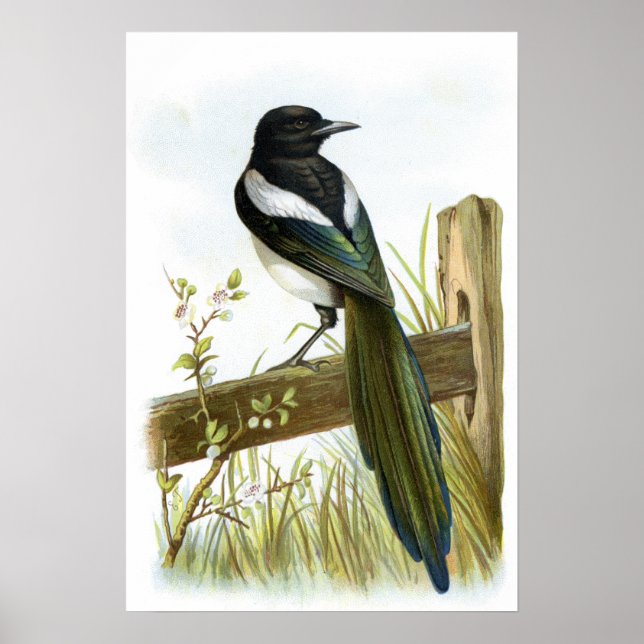 Poster Magpie (Devant)