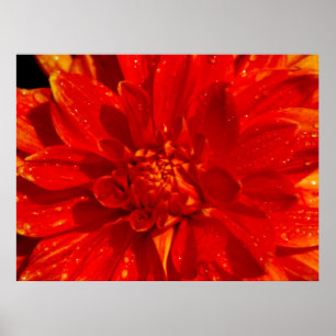 Poster Maison de dahlia Orange