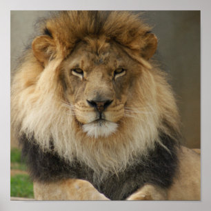 POSTER MAJESTIC LION