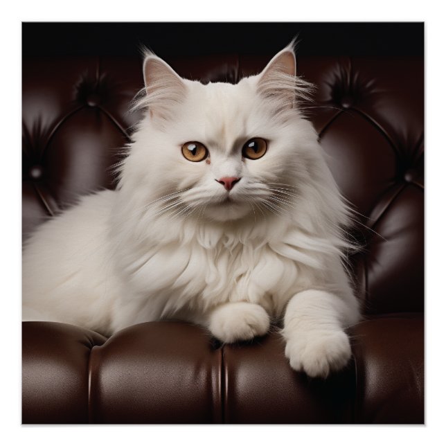 Poster Majestic white cat (Devant)