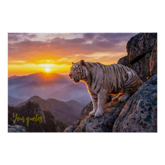 Poster Majestic White Tiger Sunset 