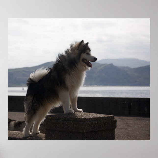 Poster Malamute d'Alaska (Devant)