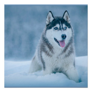 Poster Malamute d'Alaska marchant sur le terrain de neige