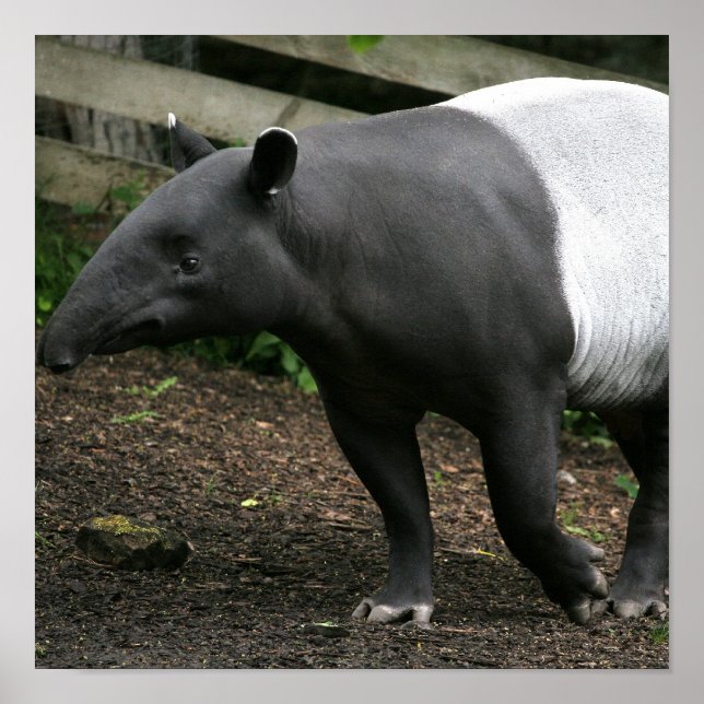 Poster Malayan Tapir (Devant)
