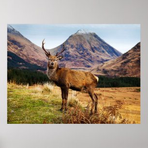 Poster Mâle dans l'affiche/copie de l'Ecosse