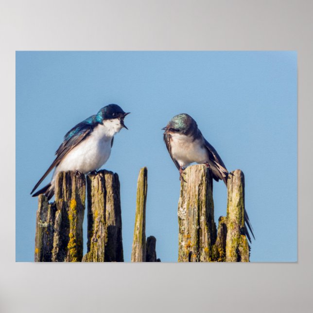 Poster Male et femelle Tree Swallow (Devant)