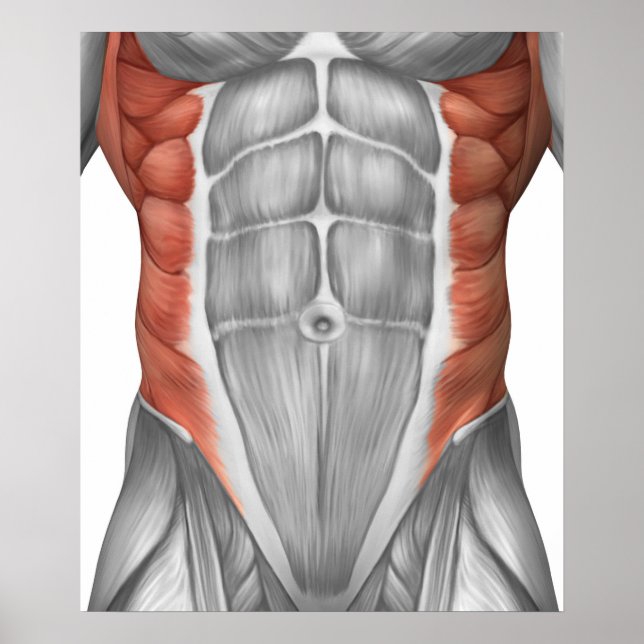 Poster Male Muscle Anatomy Of The Abdominal Wall (Devant)