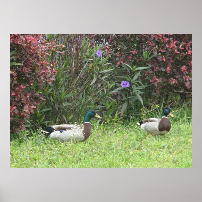 Poster Mallard Duck (Devant)
