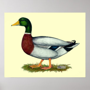 Poster Mallard Duck Drake