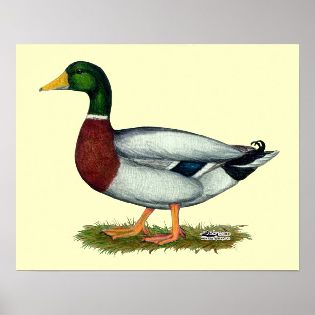 Poster Mallard Duck Drake (Devant)