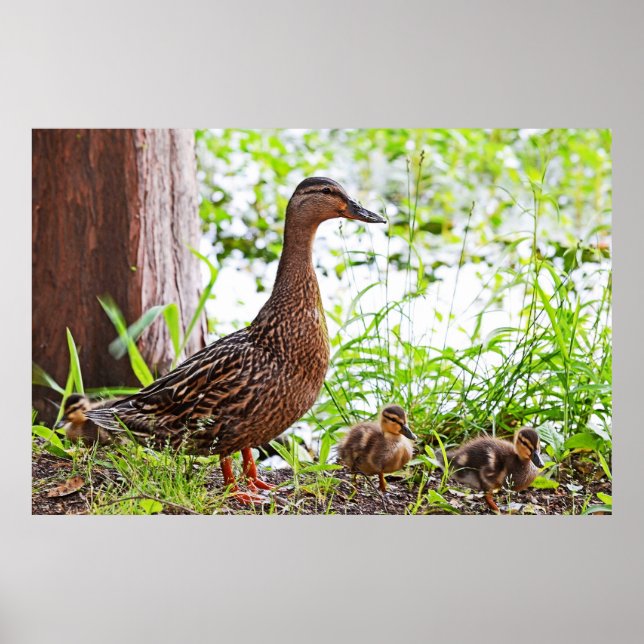 Poster Mallard et Ducklings par Shirley Taylor (Devant)
