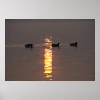 Poster Mallards
