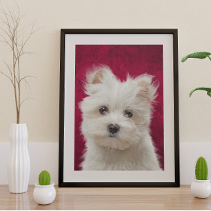 Poster Maltese Terrier