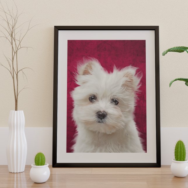 Poster Maltese Terrier (Créateur téléchargé)