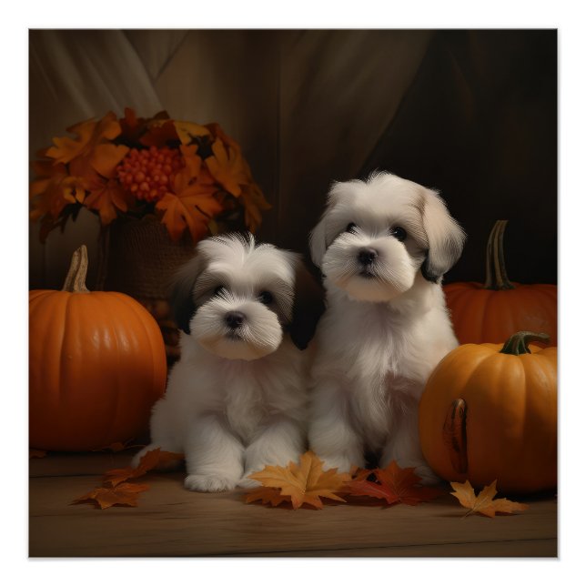 Poster Malti tzu Puppy Citrouille d'automne (Devant)