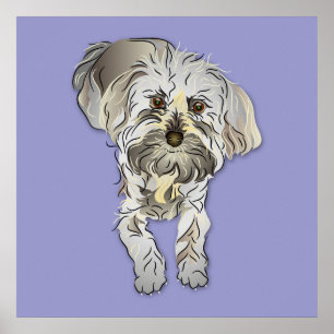 Poster Maltipoo Puppy