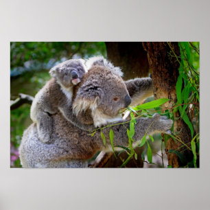 Poster Maman et Baby Koalas