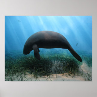 Poster Manatee