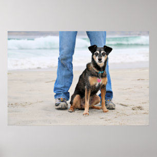 Poster Manchester Terrier X - la Jordanie - Derr