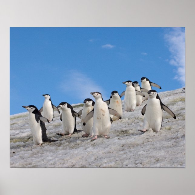 Poster Manchots à Collier | Pygoscelis Antarctica (Devant)