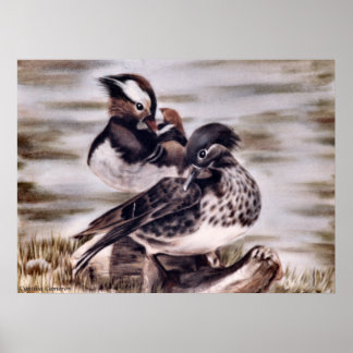 Poster Mandarin Pair