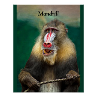 Poster Mandrill, Ape africaine
