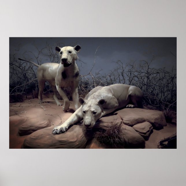 Poster MANEATING LIONS of TSAVO (Devant)