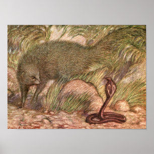 Poster Mangouste et cobra par Sargent, animal sauvage