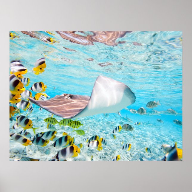 Poster Manta Ray (Devant)
