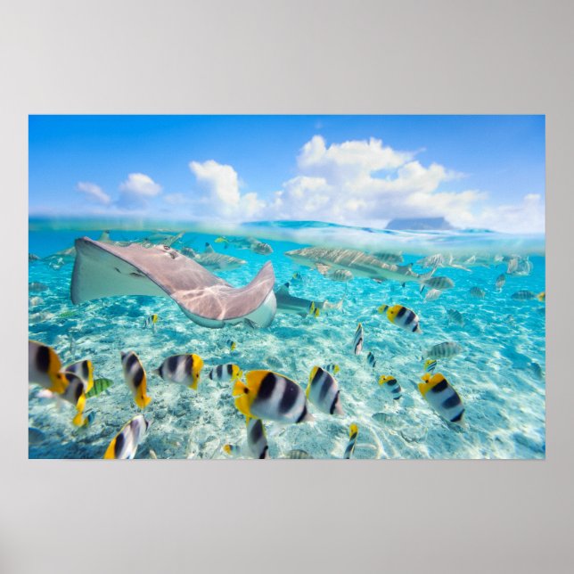 Poster Manta Ray (Devant)