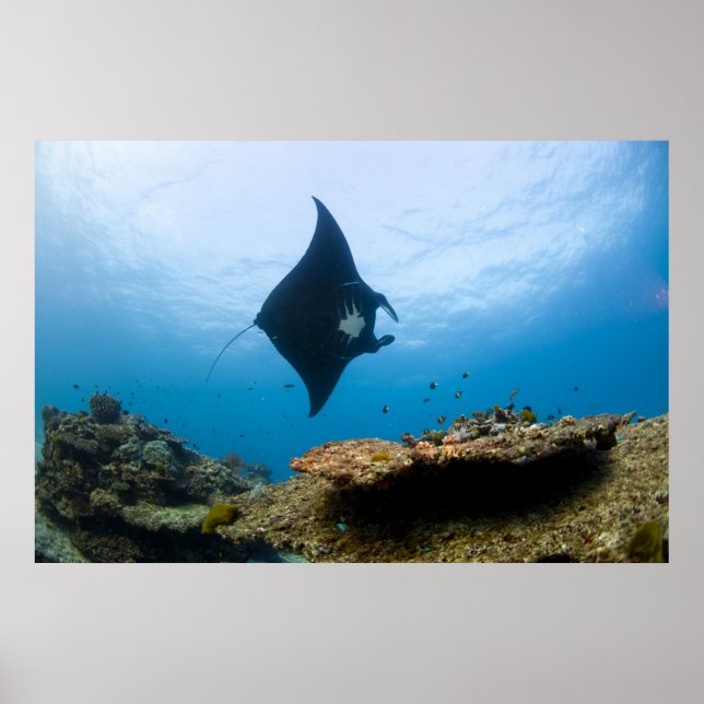 Poster Manta Ray sur la Grande Barrière de Corail (Devant)