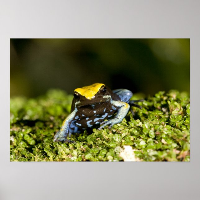 Poster Mantella à oreilles noires, Mantella expectata, 2 (Devant)