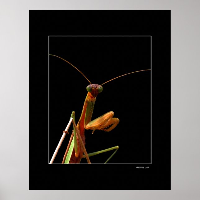 Poster Mantis (Devant)