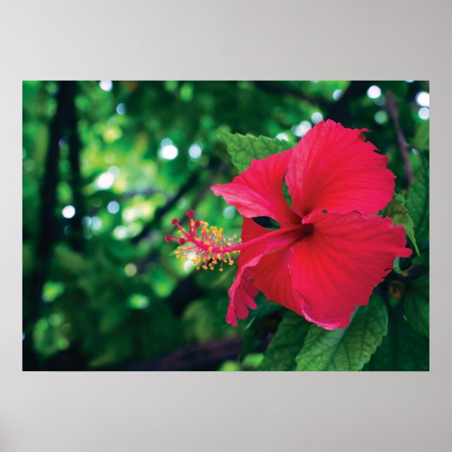 Poster Mar Pacifico Flower 28" x 20" (Devant)