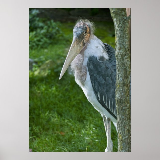 Poster Marabou (Devant)