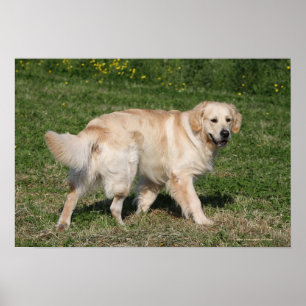 Poster Marche de golden retriever