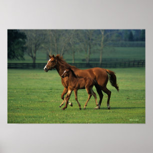 Poster Mare et poulain à bec thoroughbred 3