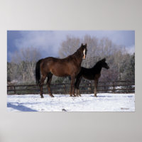 Mare et poulain arabe en neige