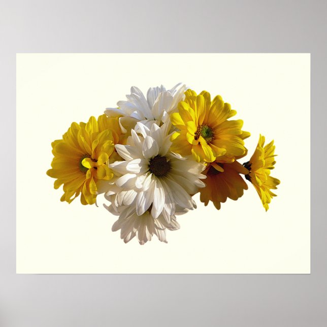 Poster Marguerite blanche et jaune (Devant)