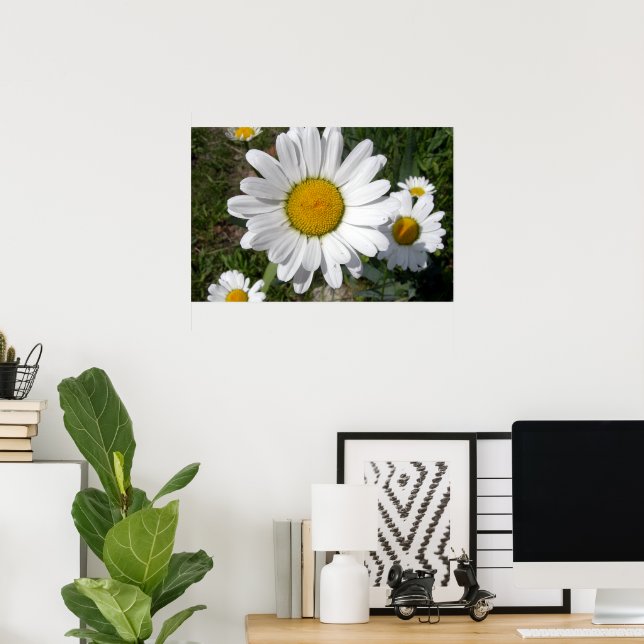 Poster Marguerite de Shasta (Chrysanthemum maximum) (Bureau à domicile)