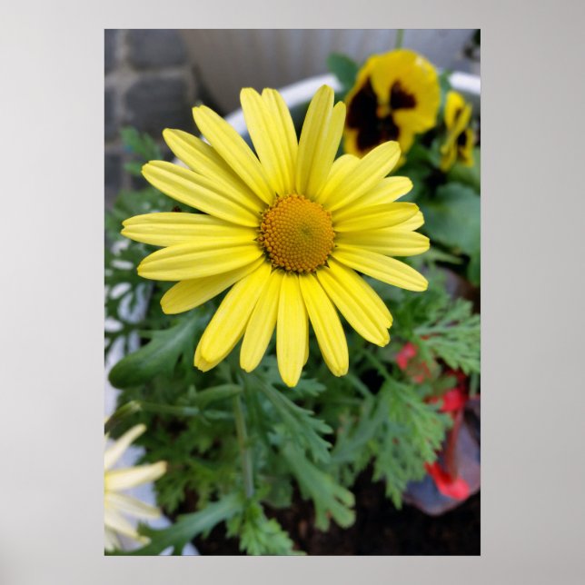 Poster marguerite jaune (Devant)