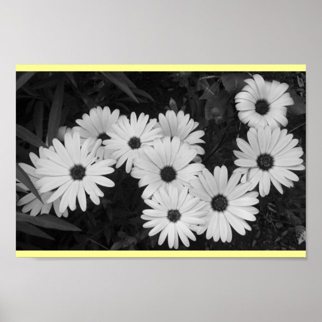 Poster Marguerites (Devant)
