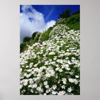 Poster Marguerites