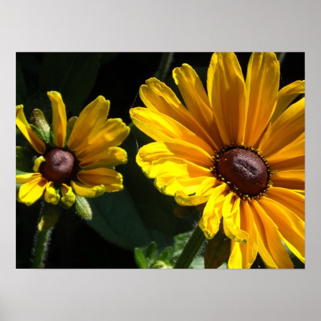 Poster Marguerites à œil noir (Devant)